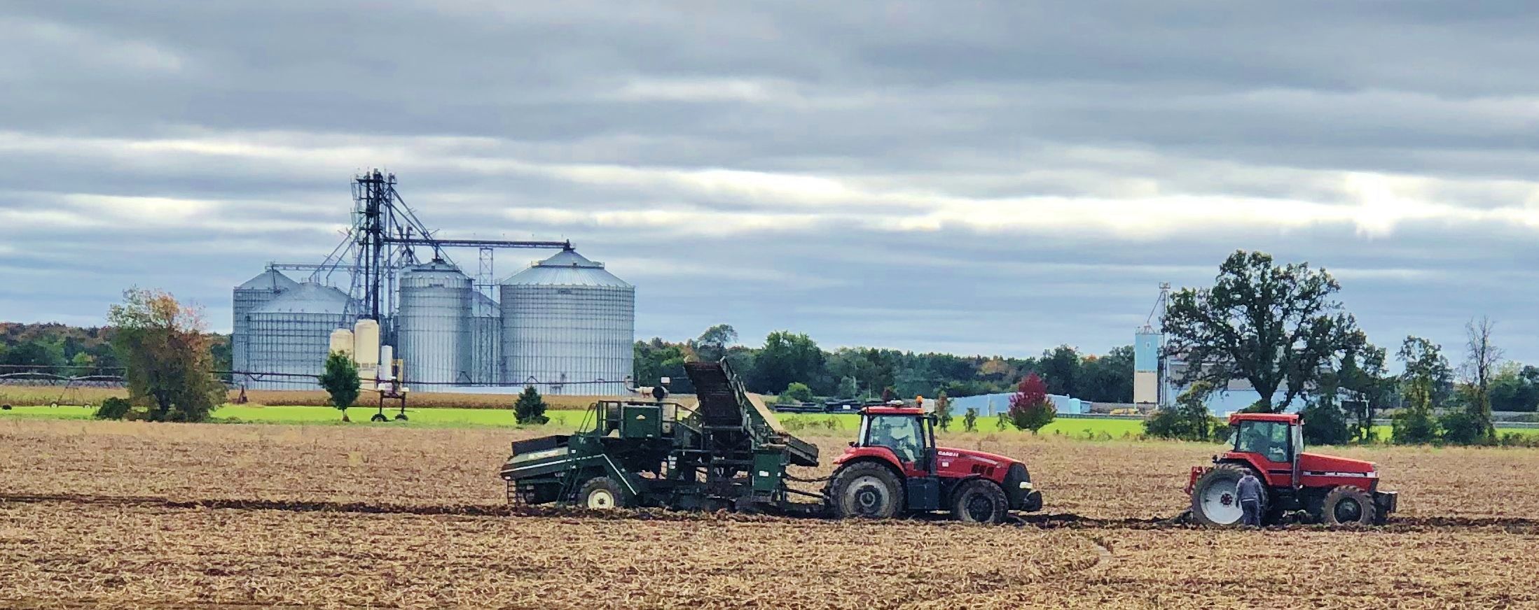Producers attempt potato harvest